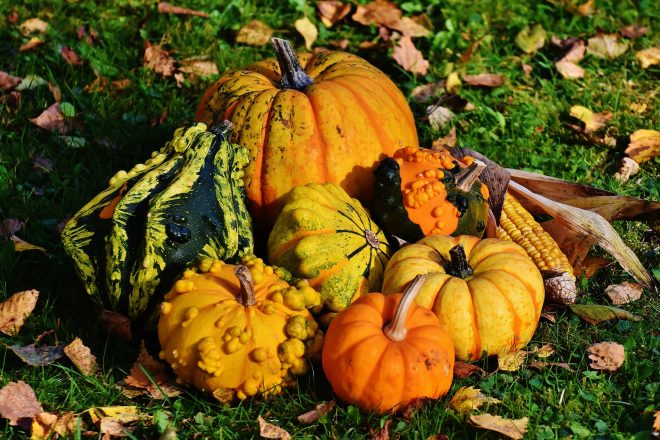 Photograph of Autumn gourds and corn